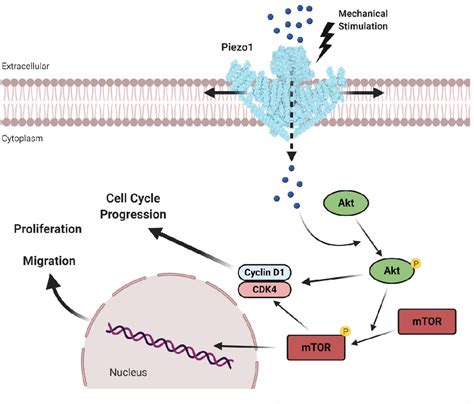 Figure From Mechanosensitive Piezo Channels In Cancer Focus On