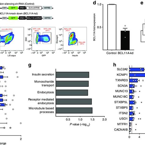 Beta Cell Bcl11a Regulates Multiple Pathways Associated With Human