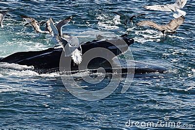 Humpback Whale Feeding Stock Photography | CartoonDealer.com #75628118