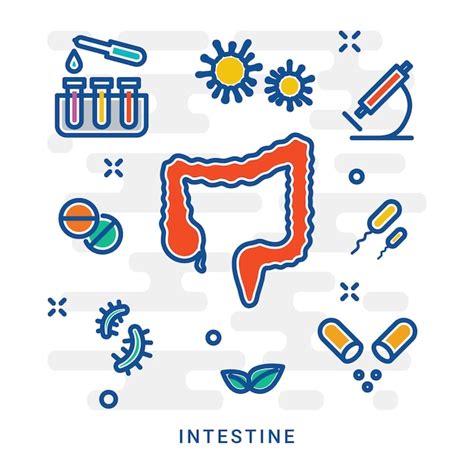 Premium Vector Gastrointestinal Tract Gastroenterology Large Bowel