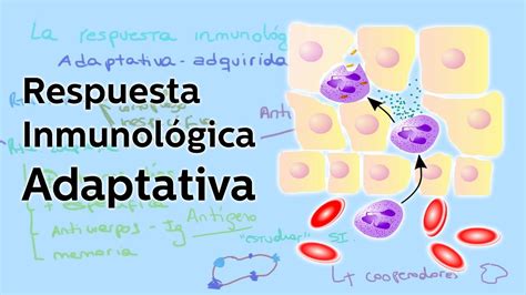 La respuesta inmunológica adaptativa Biología Educatina Pill