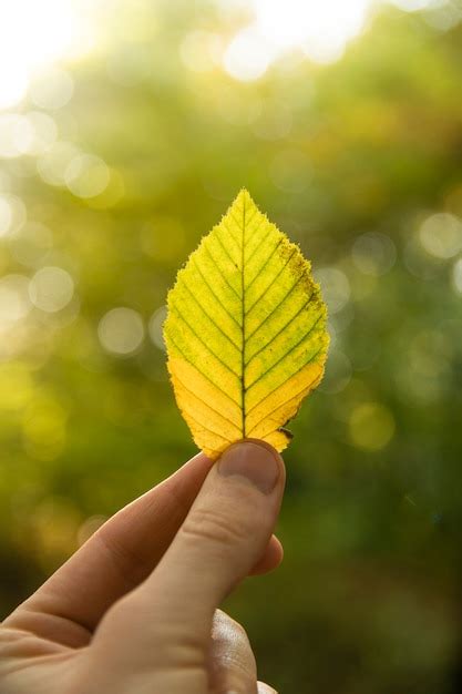 Premium Photo Hand Holds A Yellow Orange Green Autumn Leaf On A