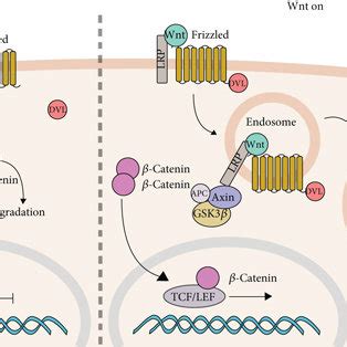 GSK 3β at glutamatergic synapse a Role of GSK 3β in the structural