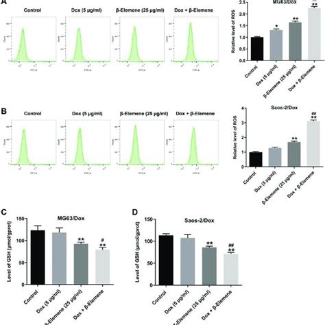 Combination Of Dox With β Elemene Induced The Apoptosis Of