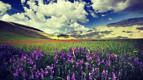 Lavender Flower Wallpapers HD Free Download