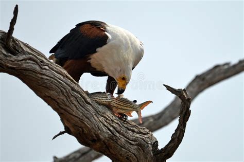 African Fish Eagle Haliaeetus Vocifer Stock Photo Image Of Park