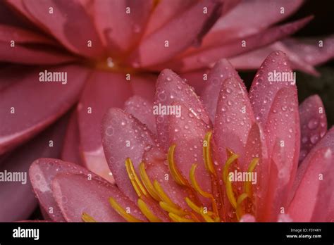 pink water lily Stock Photo - Alamy