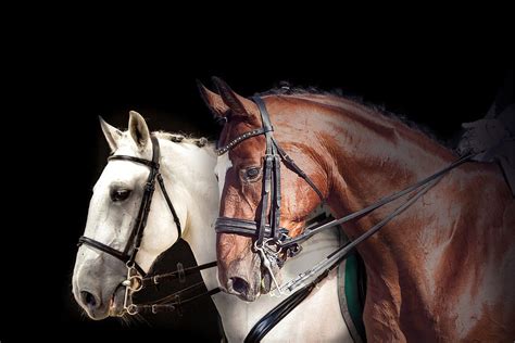 When Do Horses Stop Growing Insights And Responses The Horses Guide