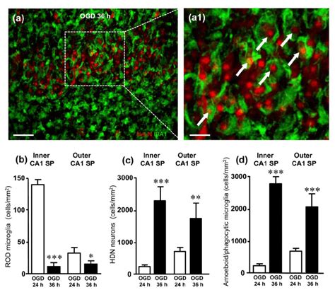 A Representative Confocal Images Of Neun Positive Neurons Red And