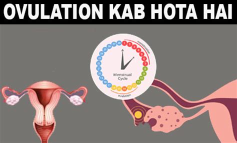 Ovulation Kab Hota Hai ओवुलेशन पीरियड क्या होता है Ovulation Meaning