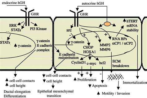 The Oncogenic Potential Of Autocrine Human Growth Hormone In Breast