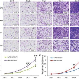 Silencing Hotair Expression Promotes The Proliferative Capability Of