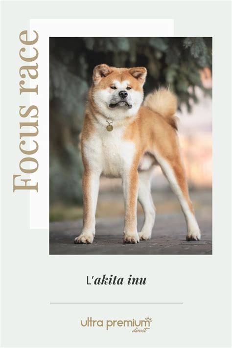 Akita Inu origines caractère santé et alimentation Akita Animals