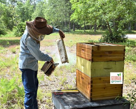Homestead Honey Farm: Quality Bee Management in Georgia
