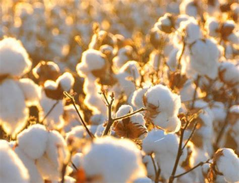 New to Farming Cotton? Establishment Tips from a Cotton Expert