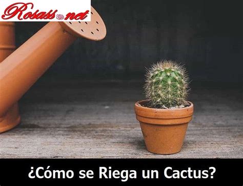 Cada Cuánto se Riega un Cactus Regar un Cactus