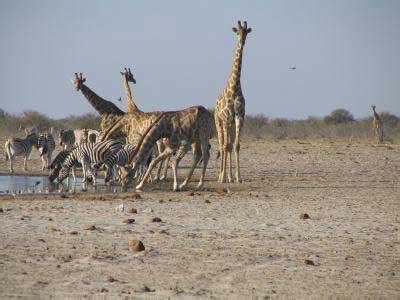 african savanna animals |Zoo Animals