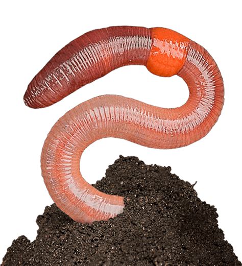 Worms Png Images Free Download Worm Png