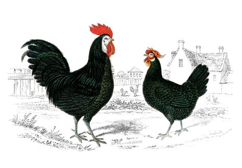 10 Vintage Style Chicken Clipart! - The Graphics Fairy