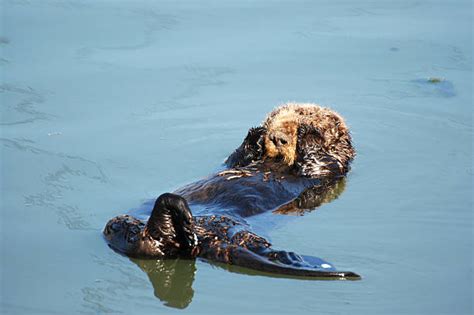 Sea Otter Sleeping Stock Photos, Pictures & Royalty-Free Images - iStock