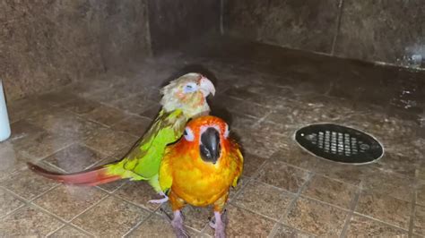 Sun Conure And Pineapple Conure Showering Youtube