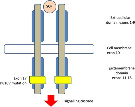 Systemic mastocytosis | PLOS ONE