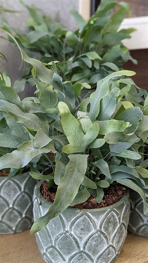 Phlebodium Aureum Blue Star Fern Info Care Tips And Problem Guide