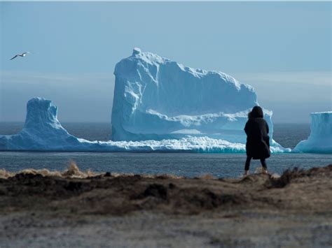 Giant Iceberg Spotted Off The Coast Of Newfoundland Canada Business