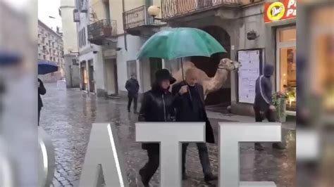 Renzi A Biella Fratelli D Italia Porta Un Dromedario In Strada