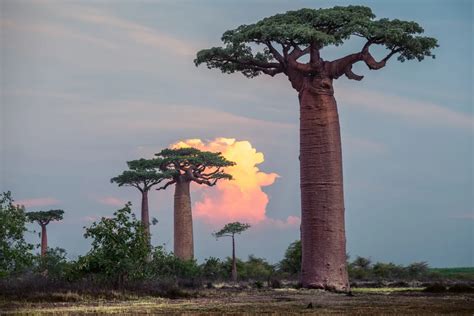 Discovering The Hidden Treasures Exploring The Rarest Trees In The