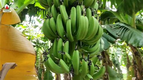 जुलाई के महीने में केले की खेती Kele Ki Kheti Banana Farming In