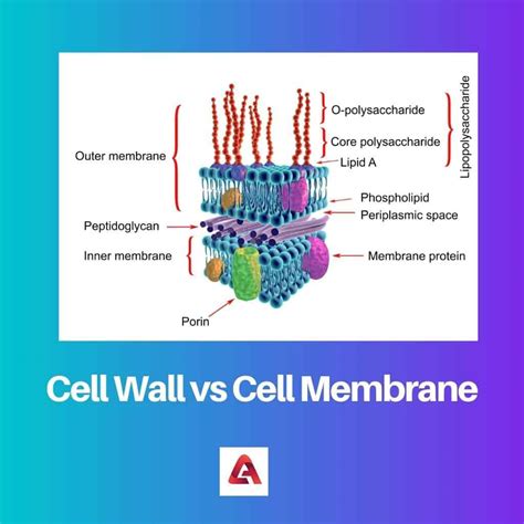 Pared celular vs membrana celular diferencia y comparación