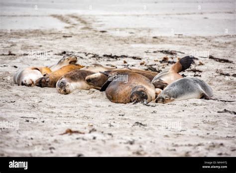 australian sea lion in kangaroo island sandy beach Stock Photo - Alamy