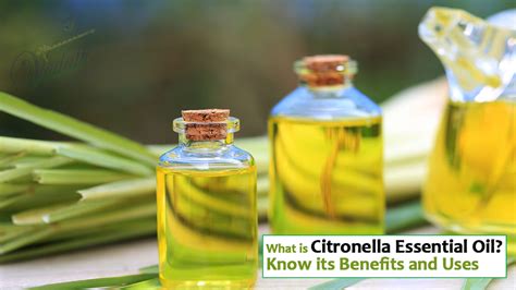 What Is Citronella Essential Oil Know Its Benefits And Uses Vedobi