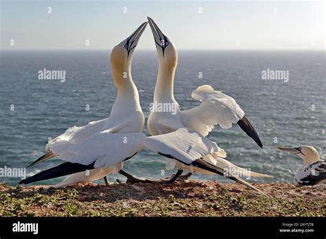 Mating Northern Gannet Hi Res Stock Photography And Images Alamy