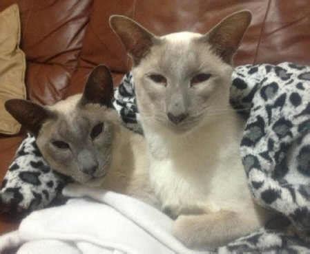 Lilac Point Siamese Cats