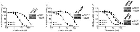 Ijms Free Full Text Overexpression Of Human Abcb1 And Abcg2 Reduces The Susceptibility Of