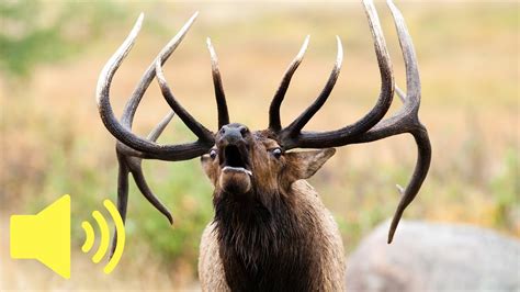 What does an Elk sound like? - Animal Sounds - YouTube