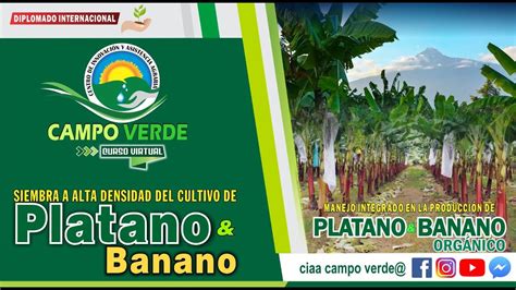 SIEMBRA A ALTA DENSIDAD DEL CULTIVO DE PLATANOS Y BANANO YouTube