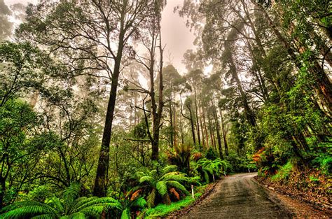 690 Otway Ranges Foto Stok Potret And Gambar Bebas Royalti Istock