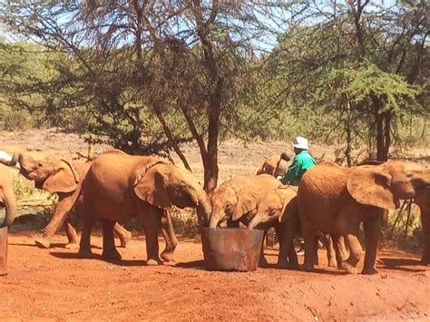 Nairobi National Park Elephant Orphanage Giraffe Center Getyourguide