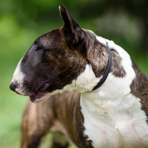 Storia Di Un Cane Il Bull Terrier Settore Pet