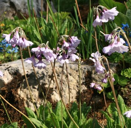 Primula Ioessa North American Rock Garden Society