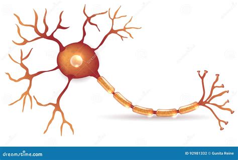 Neuron Stock Vector Illustration Of Nerve Nervous Drawing 92981332