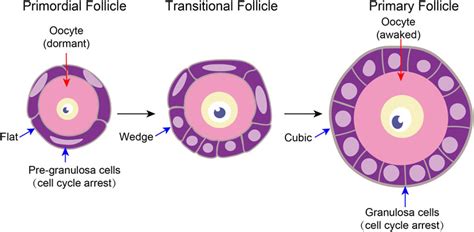 Primordial Follicle Model