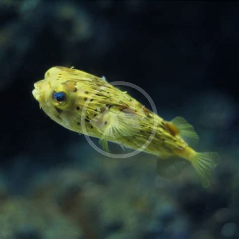 PUFFER - PORCUPINE Diodon holocanthus - Aquatics Unlimited