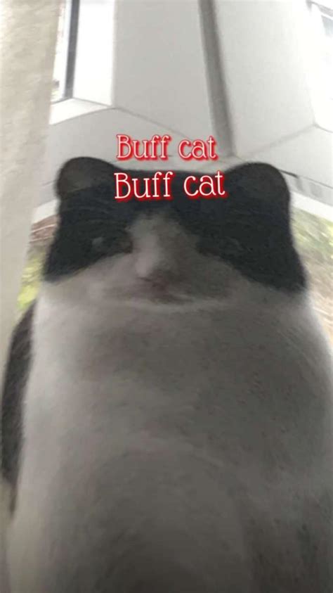 Buff cat : r/lolcats