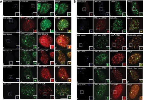 Srsf Regulates The Assembly Of Pre Mrna Processing Factors In Nuclear