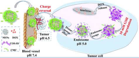Schematic Illustration Of Dox Release Of Charge Reversible And Ph Redox