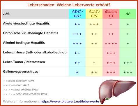 Gpt Blutwert Erhöht Warum Einfach Erklärt